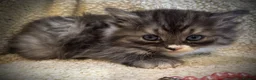 Persian cats for sale: Three little silver tipped chinchilla Persian X.  - Advert 10