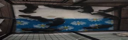 Dachshund dogs for sale: Kc registered wire haired dachshund's - Advert 9