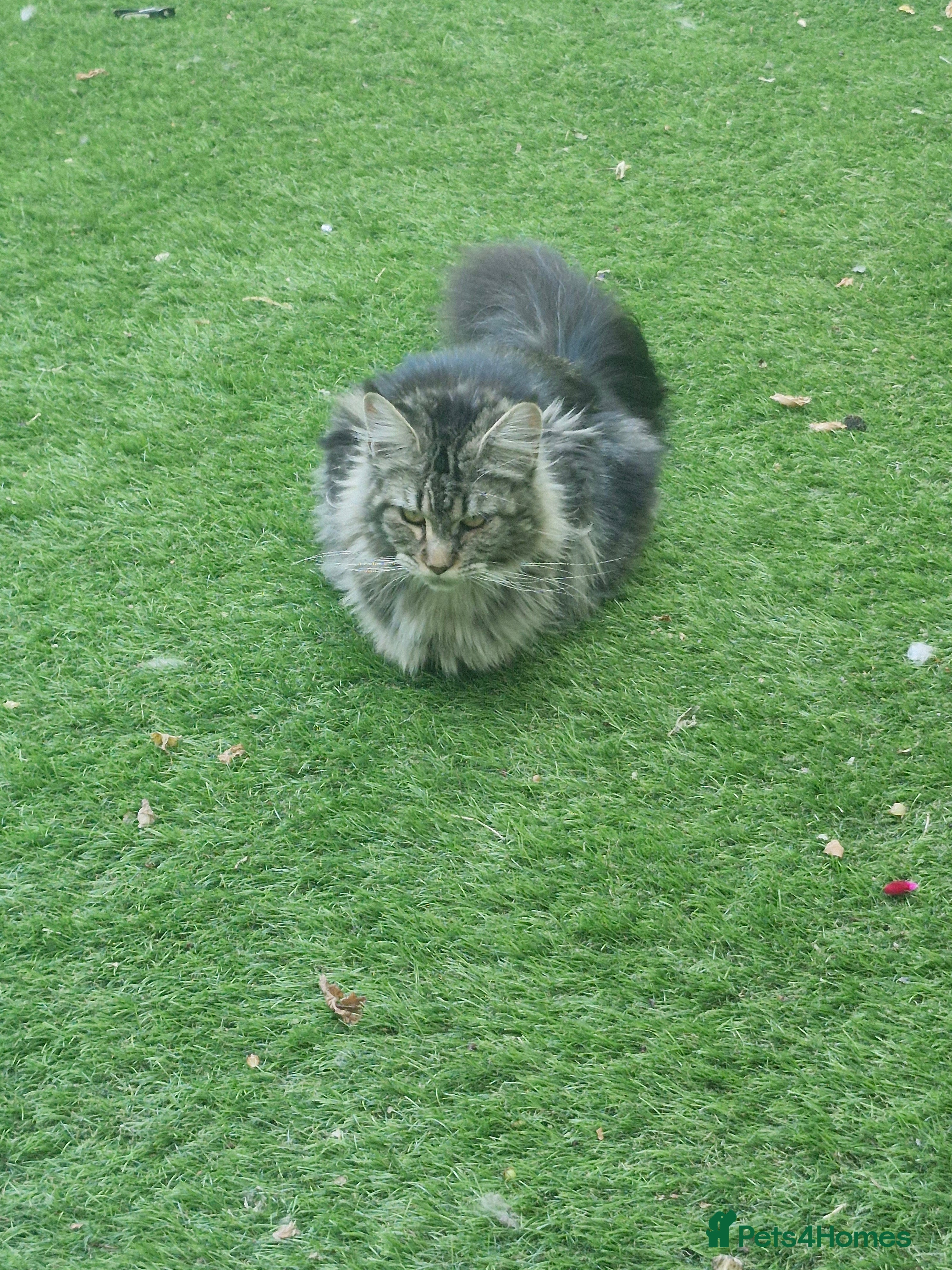 Maine Coon cats Beautiful litter of mainecoon kittens - Advert 4