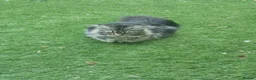 Maine Coon cats for sale: Beautiful litter of mainecoon kittens in Nuneaton - Advert 1