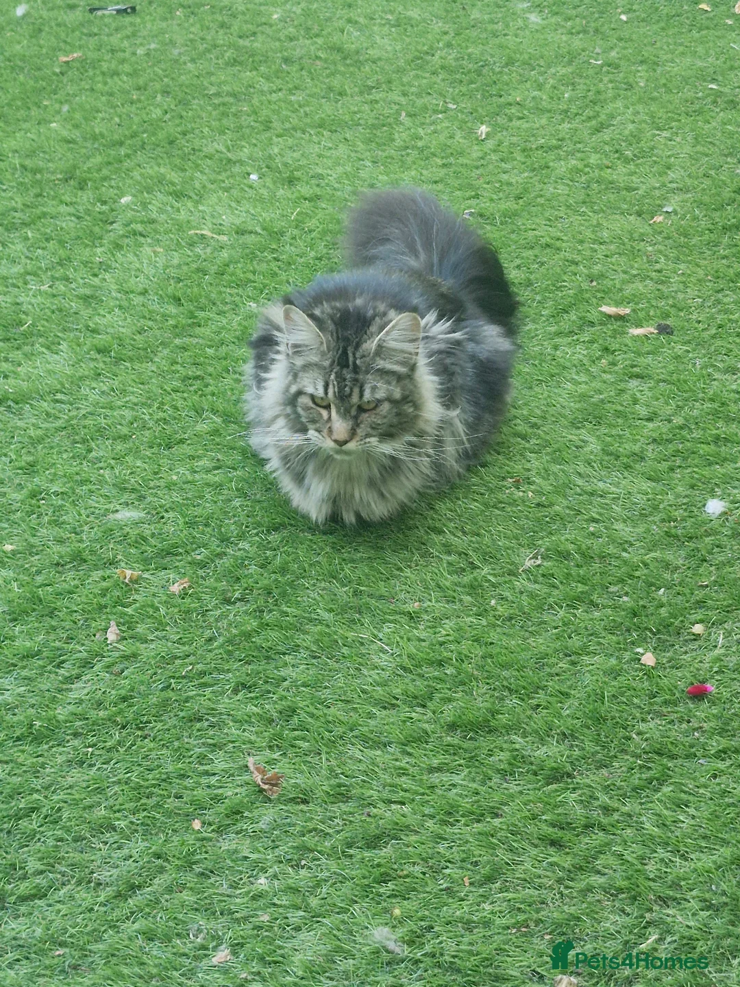 Maine Coon cats for sale: Beautiful litter of mainecoon kittens in Nuneaton - Advert 1