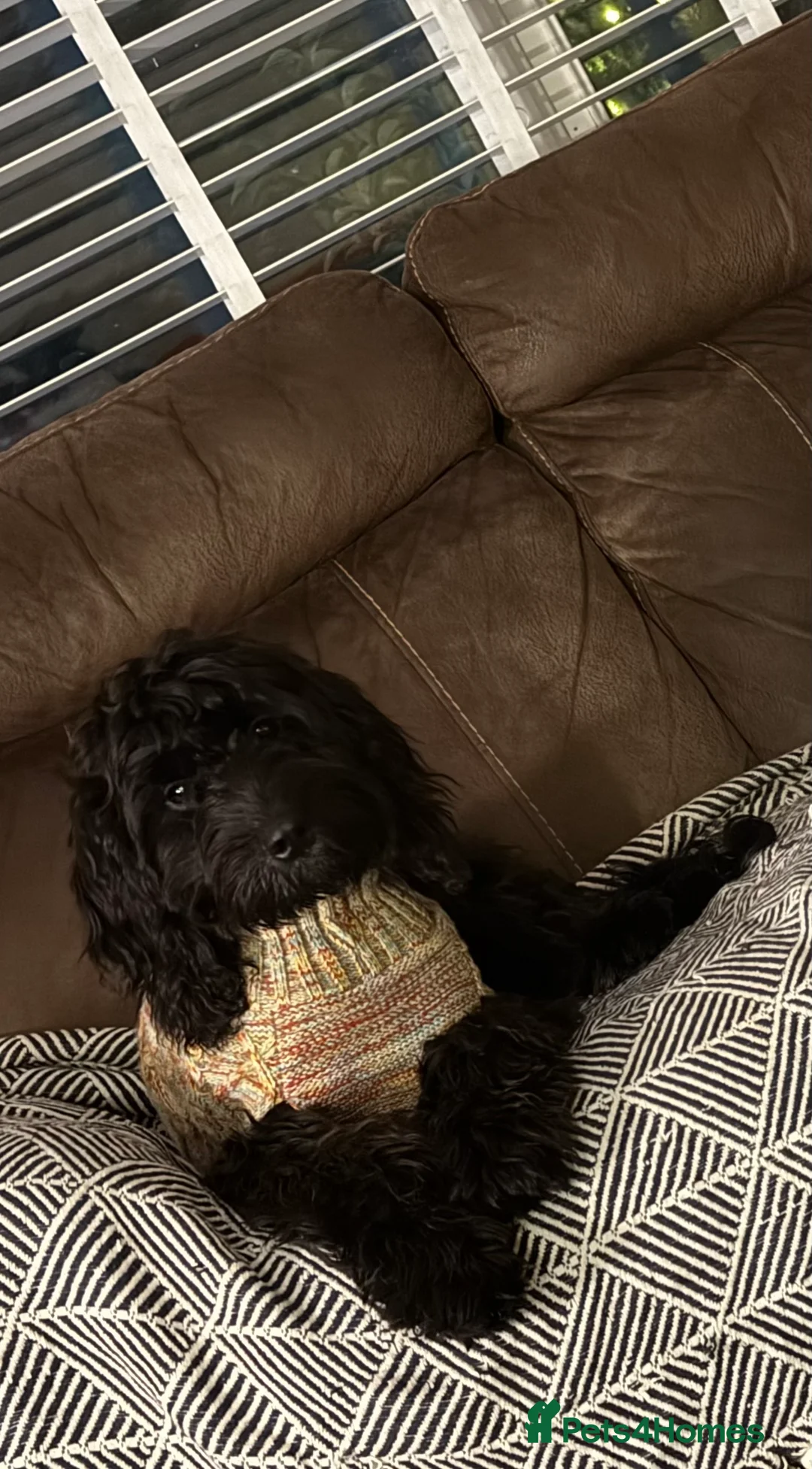 Cockapoo dogs for sale: Lola  - Advert 4