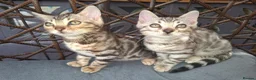 Bengal cats for sale: Show Quality Bengal Kittens – 5★ Licensed Cattery - Advert 15