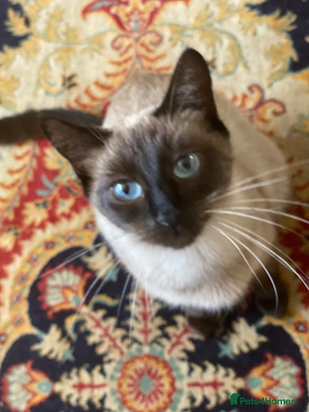Siamese cats for sale: Beautiful Siamese X girl  - Advert 4
