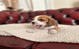 Beagle dogs for sale: Beagle Puppies - Image 8