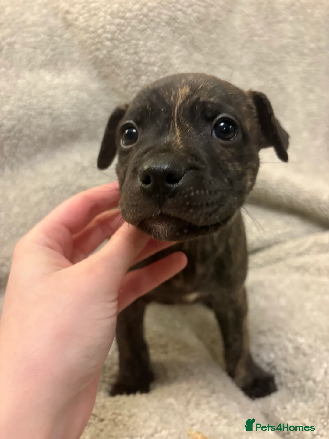 Mixed Breed dogs for sale: Amstaff x Staffy puppies - Advert 7