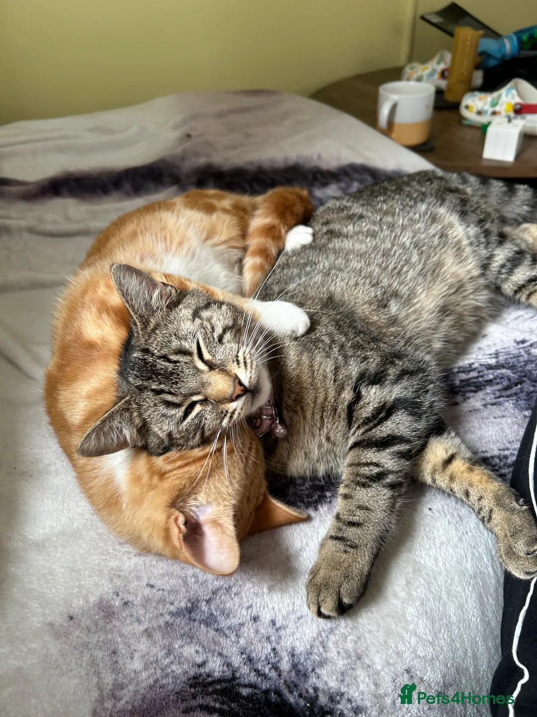 Mixed Breed cats for sale: X4 Black kittens - Advert 3