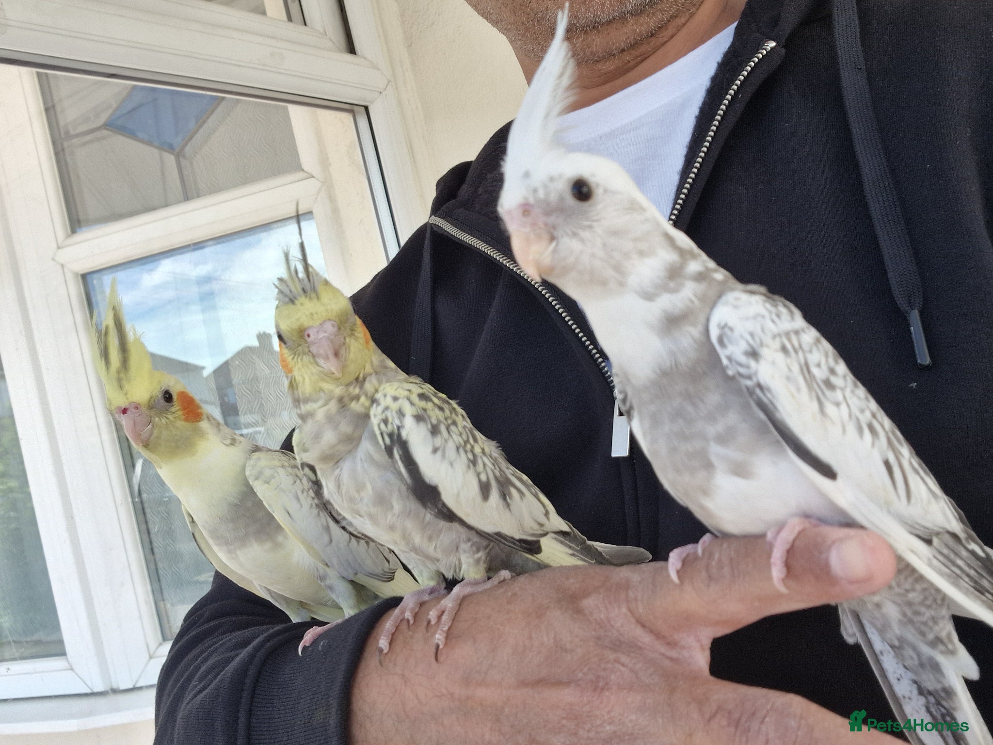 Cockatiels birds Super hand tamed baby cockatiel - Advert 4