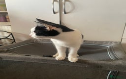 Mixed Breed cats for sale: Two kittens for sale  - Image 3