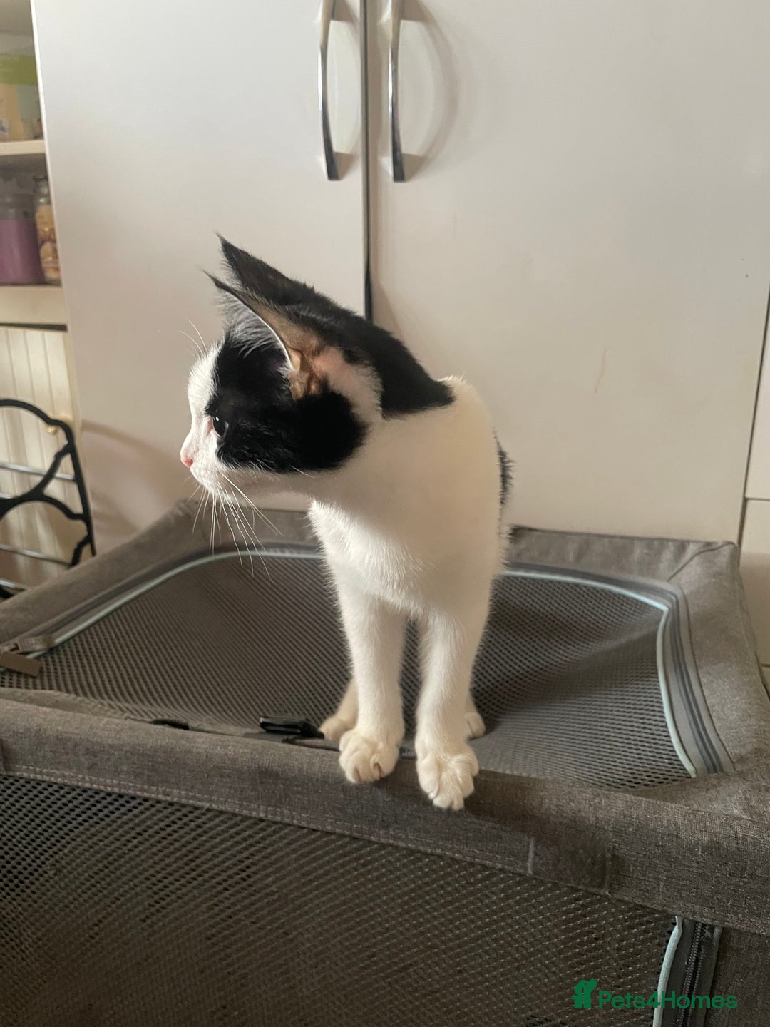 Mixed Breed cats for sale: Two kittens for sale  - Image 3