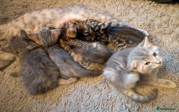 Ragdoll cats for sale: Ragdoll/Persian mixed kitties - Image 1