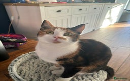 Mixed Breed cats for sale: **2 kittens left*** Beautiful litter - Image 16