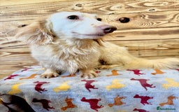 Miniature Dachshund dogs for stud: ✨ Stunning Isabella  piebald, wrapped in cream ✨ - Image 2