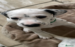 Mixed Breed dogs for sale:  Dalmaspoodles! Dalmation X springer/poodle pups - Image 18