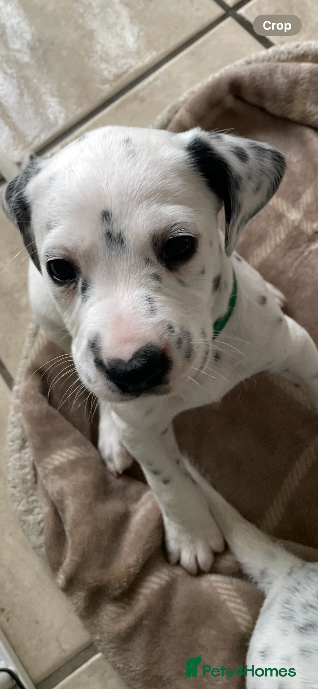 Mixed Breed dogs for sale:  Dalmaspoodles! Dalmation X springer/poodle pups - Image 18
