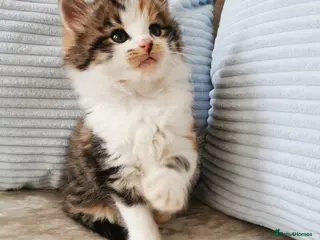 Mixed Breed cats 1 GIRL LEFT! Maine Coon Kittens - Advert 5