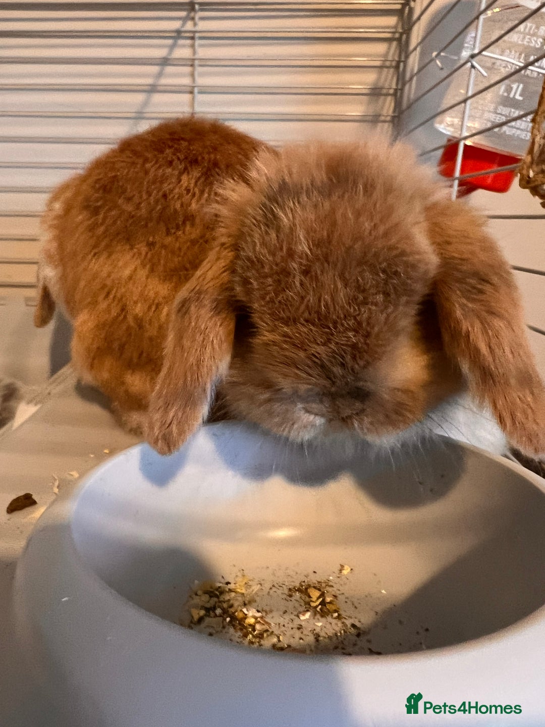 Mini Lop rabbits for sale: Mini lops for sale! Ready 5th January  - Advert 7