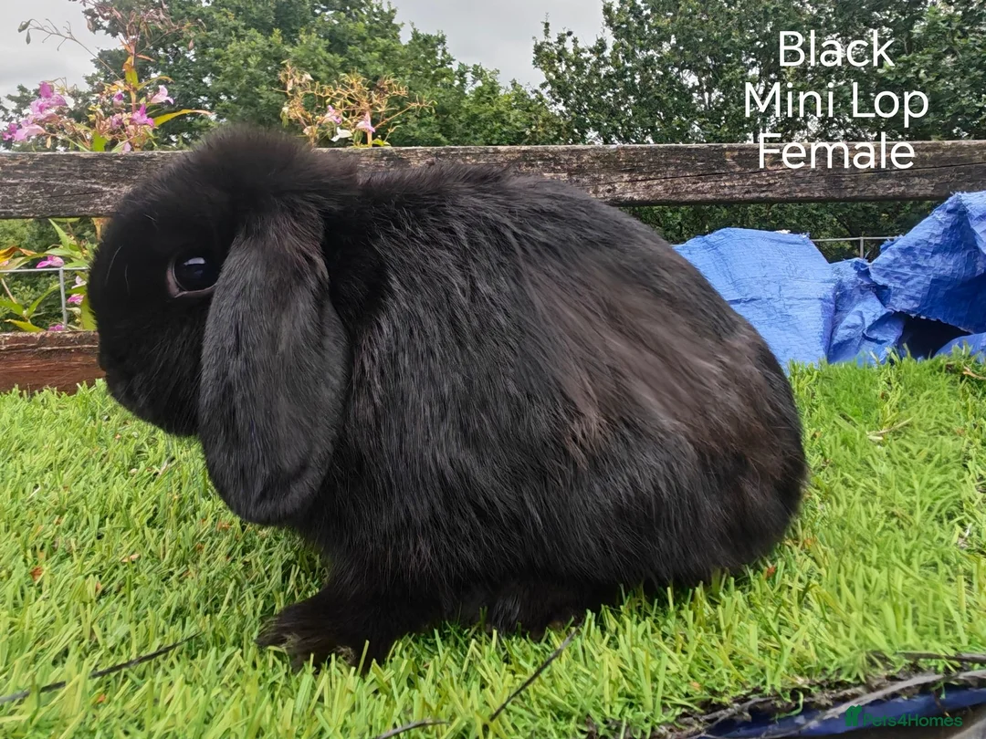 Mini Lop rabbits for sale: Various Mini Lop youngsters  - Advert 6
