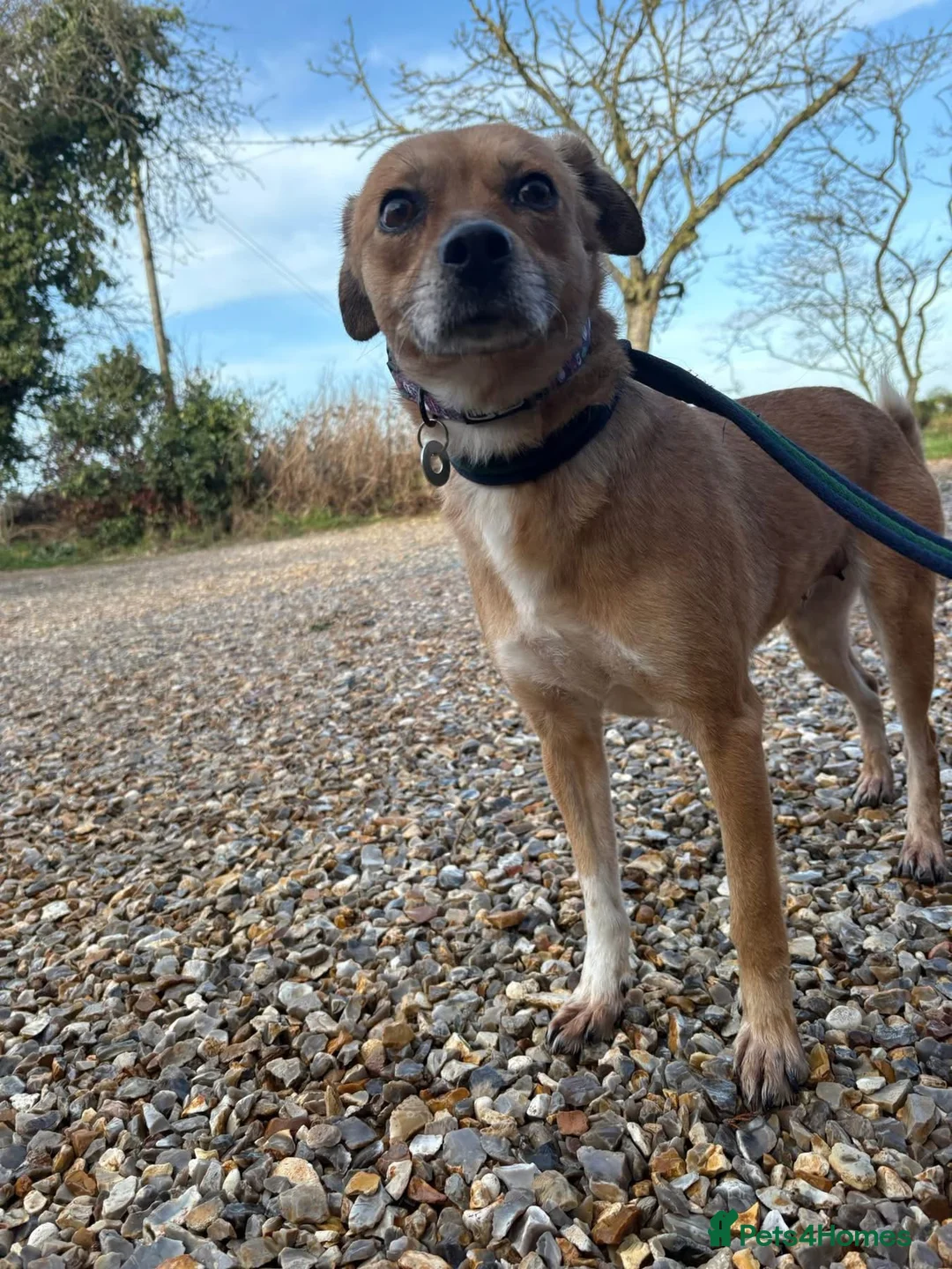 Mixed Breed dogs for adoption: Hazel - Norwich Norfolk  - Advert 14
