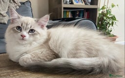 Siberian cats for sale: Siberian Kittens Neva Masquerade White - Image 11