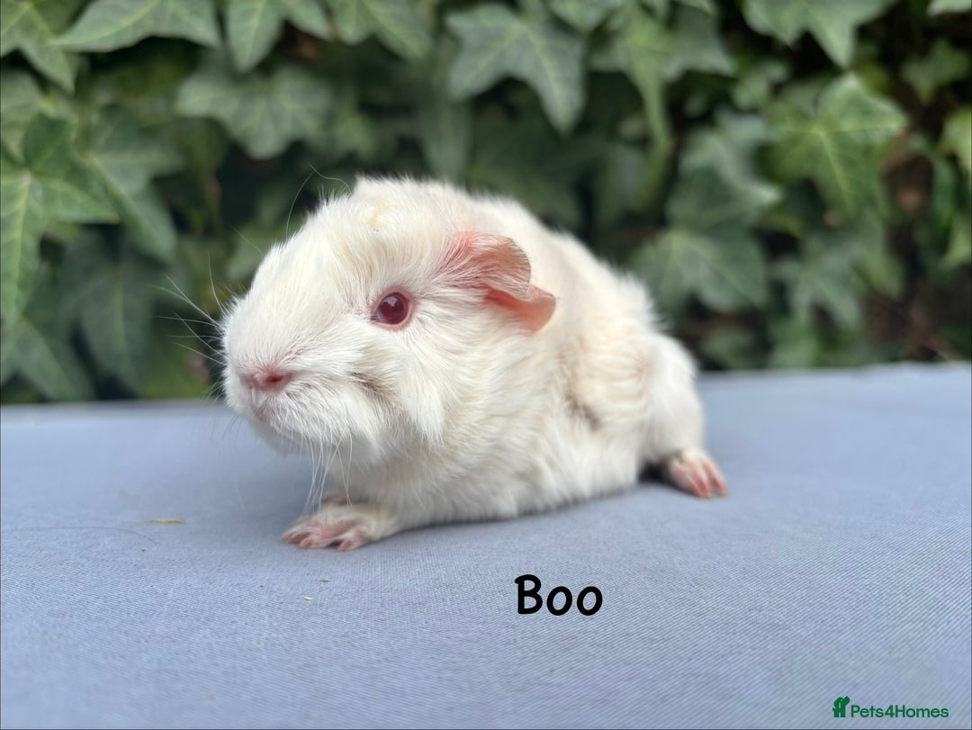 Guinea Pig rodents for sale: Baby guinea pigs  - Image 2