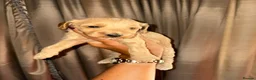 Cockapoo dogs for sale: Beautiful cockapoo f1 puppies ⭐  in Durham - Advert 13
