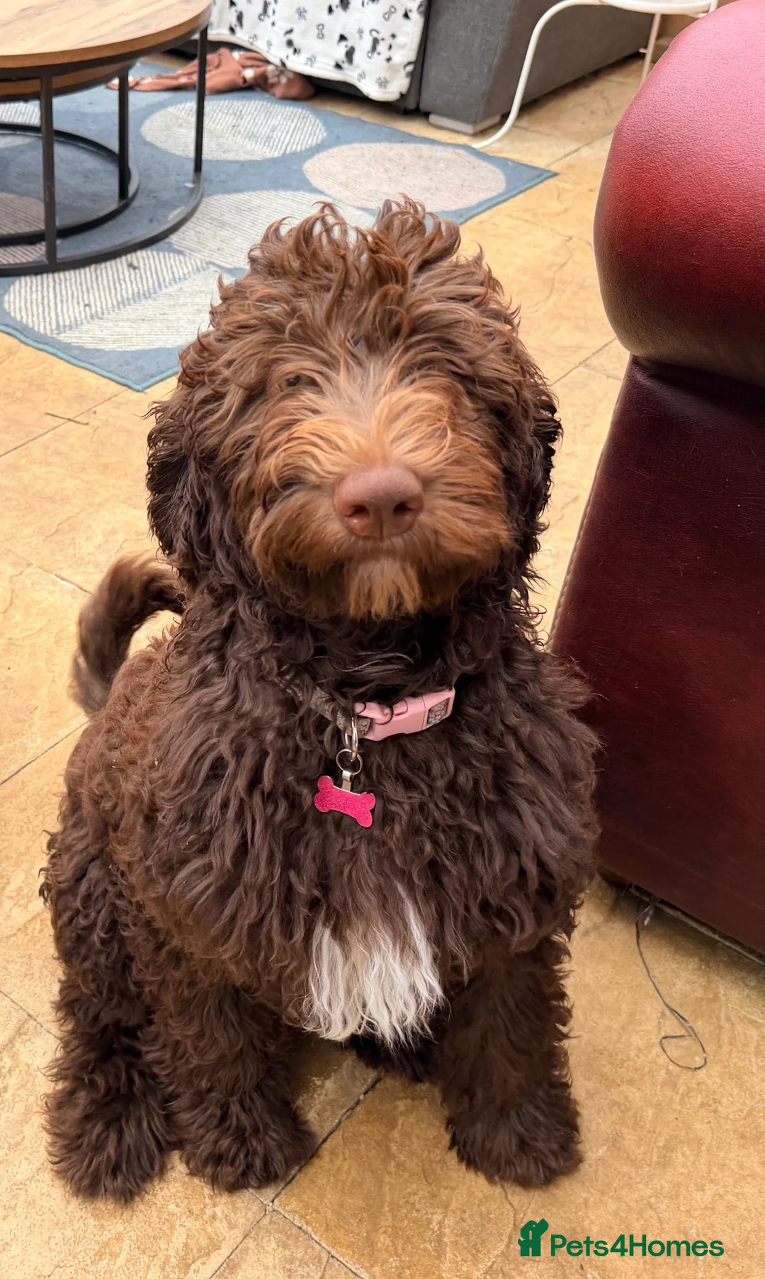 Bernedoodle dogs for sale: Rehoming Charlie Our chocolate Bernedoodle - Advert 6