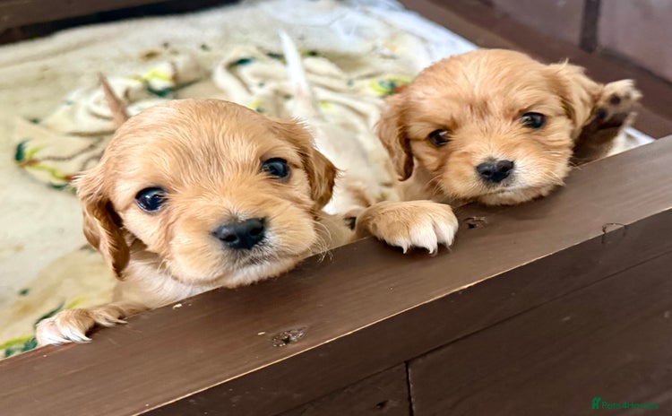 Cavapoochon dogs - Advert 2
