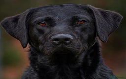 Labrador Retriever dogs for sale: Superb dual purpose health tested black Labradors  - Image 6