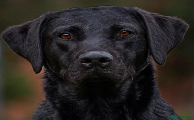 Labrador Retriever dogs - Advert 15