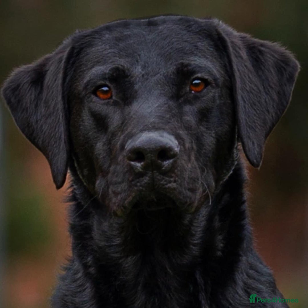 Labrador Retriever dogs for sale: Superb dual purpose health tested black Labradors  - Image 6