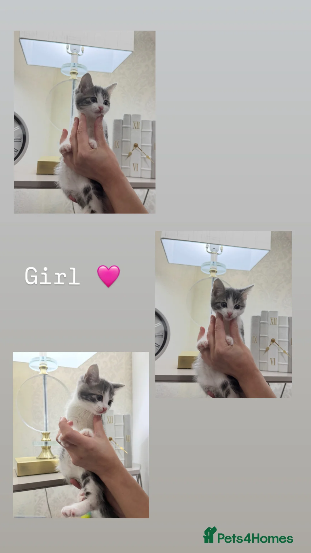 Mixed Breed cats for sale: Small kittens for sale in Barnsley - Advert 2
