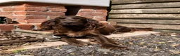 Cocker Spaniel dogs for sale: 3 Cocker Spaniel Puppies - Advert 1