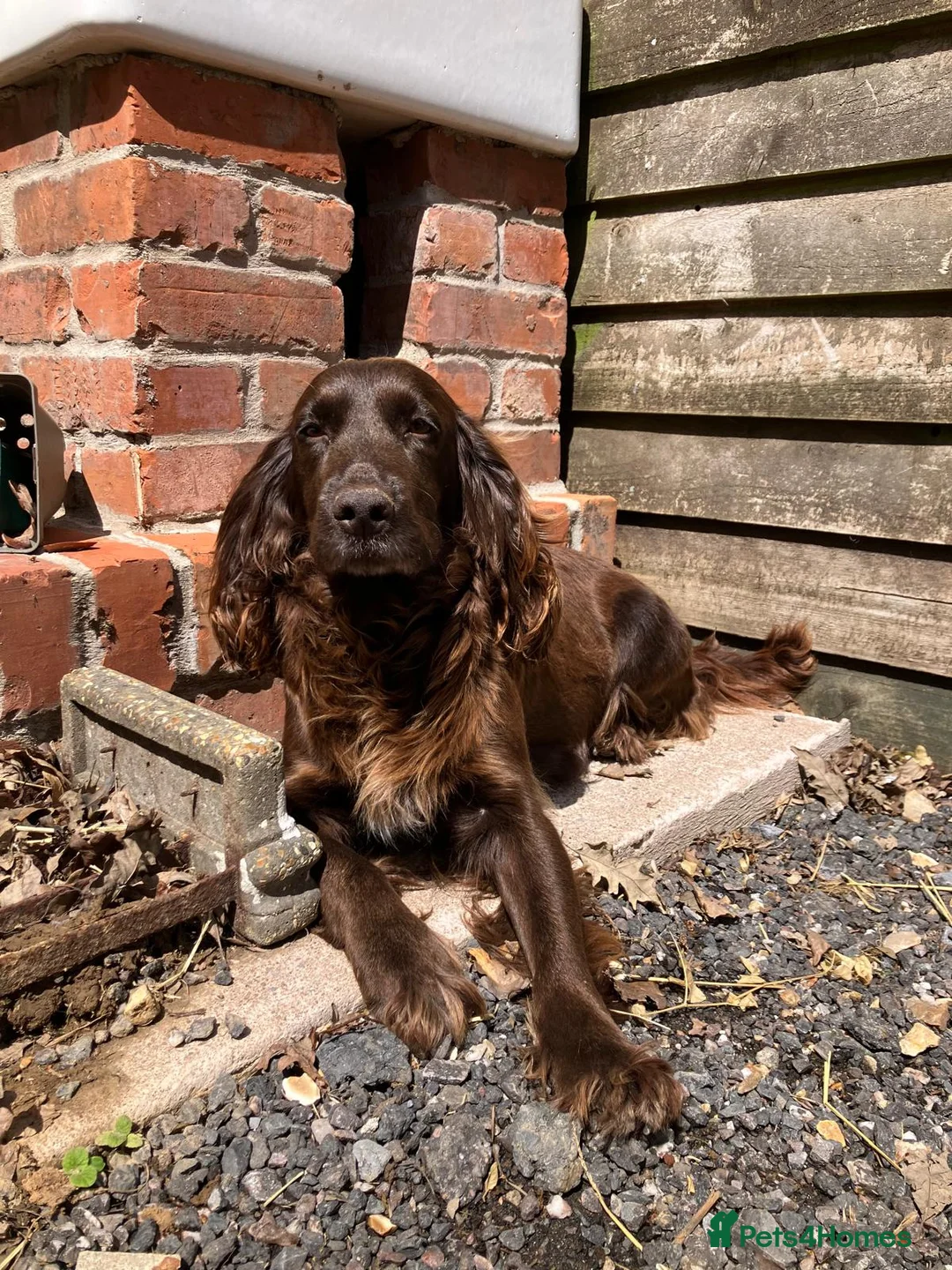 Cocker Spaniel dogs for sale: 3 Cocker Spaniel Puppies - Advert 1