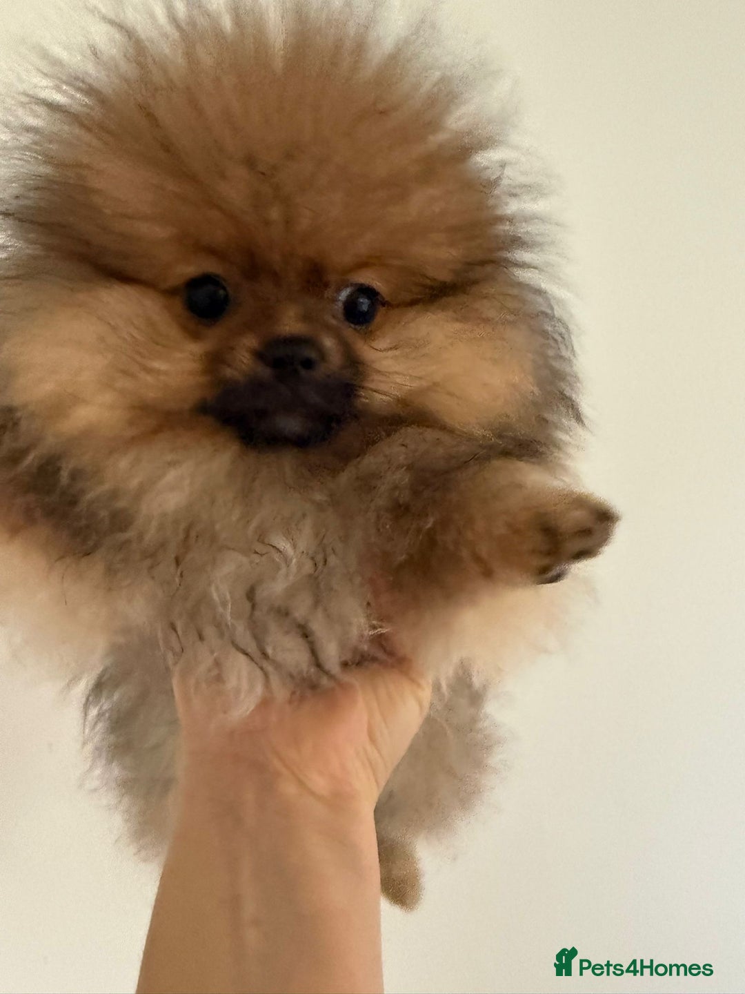 Pomeranian dogs for sale: Beautiful Pomeranian puppy in a unique colour - Advert 1