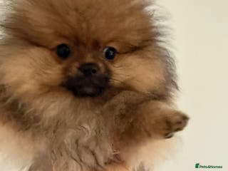 Pomeranian dogs Beautiful Pomeranian puppy in a unique colour - Advert 3