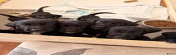 Mixed Breed dogs for sale: Urgent- Ready next week - Lab Puppies - Advert 1