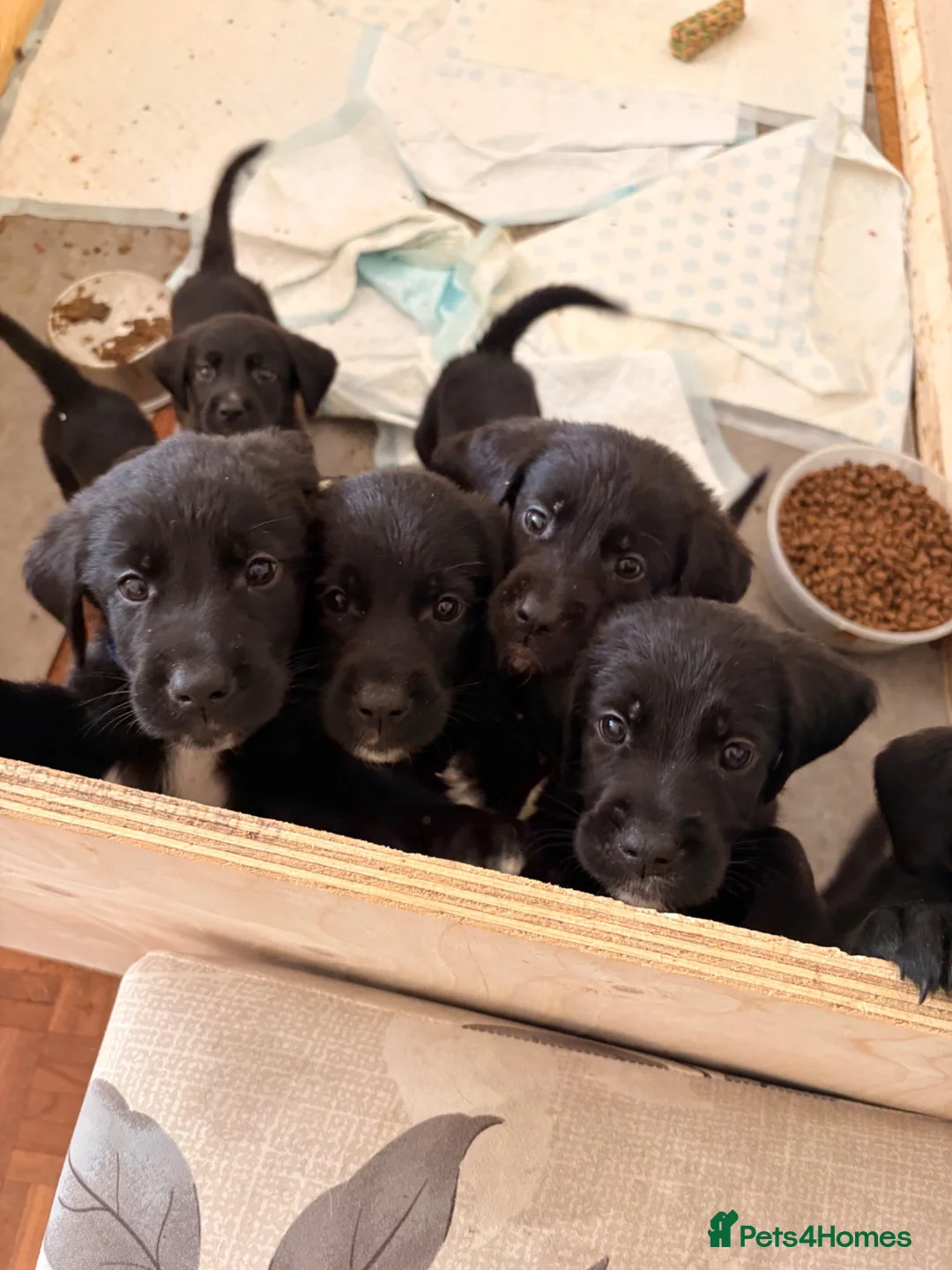 Mixed Breed dogs for sale: Urgent- Ready next week - Lab Puppies - Advert 1
