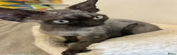 Devon Rex cats for sale:  Affectionate kittens - Advert 6