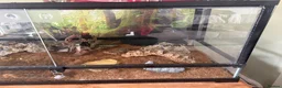 Scorpions invertebrates for sale: Asian forest scorpion  in Belper - Advert 3