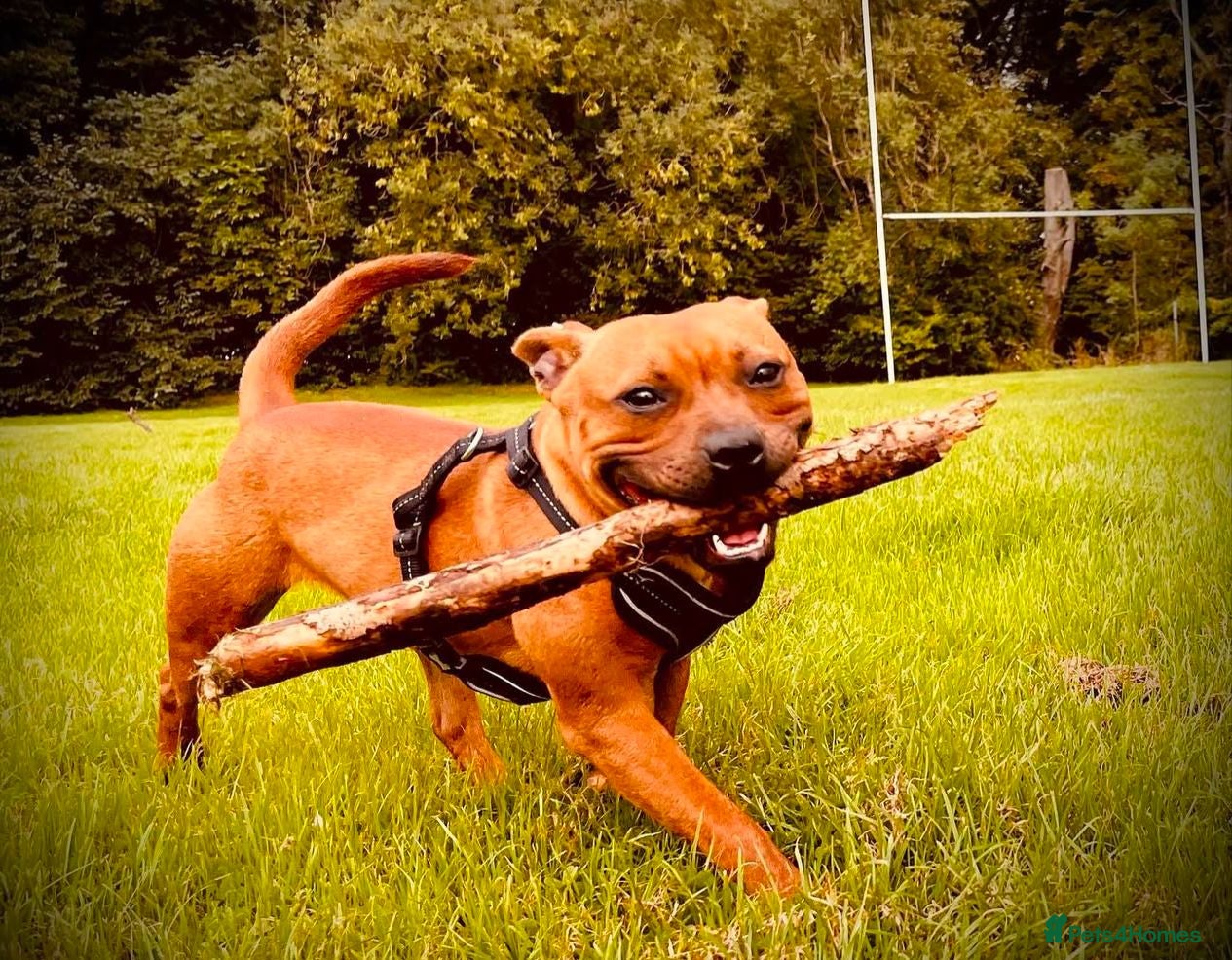 Staffordshire Bull Terrier dogs Dora is looking for her perfect retirement home - Advert 2