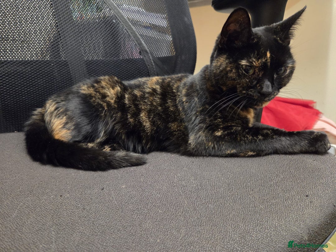 Mixed Breed cats for adoption: 5 yr old Tortie poppet is in need of a new home - Advert 2