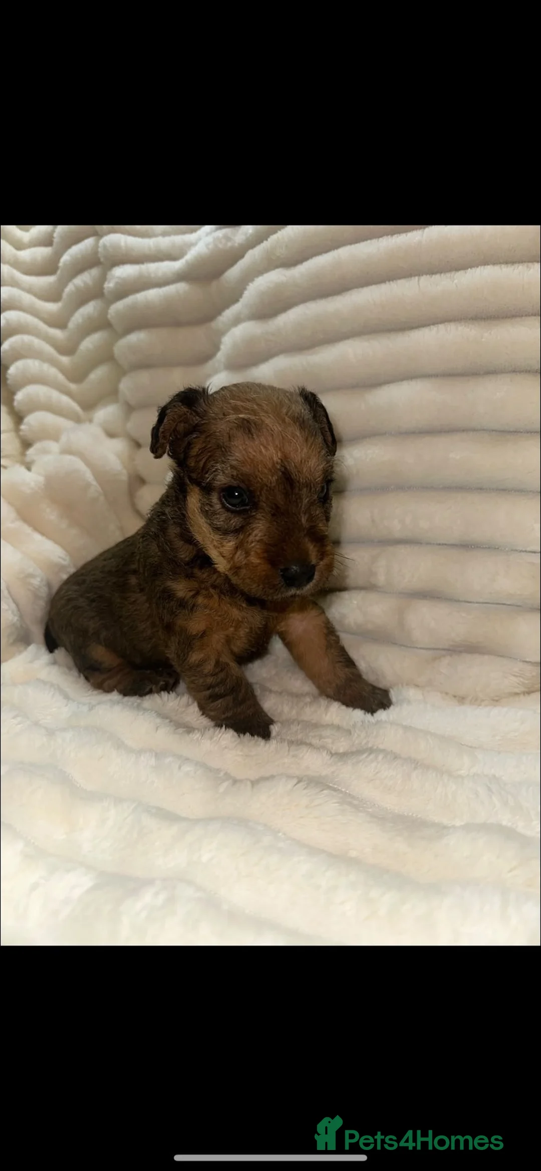 Lakeland Terrier dogs for sale: Lakeland Terrier Puppies Ready W/C 2nd November - Advert 2