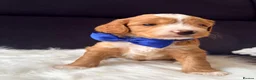 Mixed Breed dogs for sale: Stunning Australian Labradoodle Puppies  - Advert 31