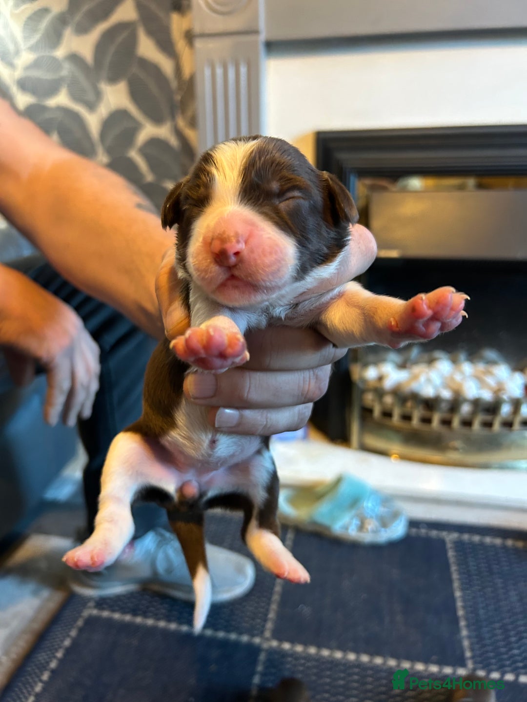Mixed Breed dogs for sale: Cocker Collie Puppies - Image 4
