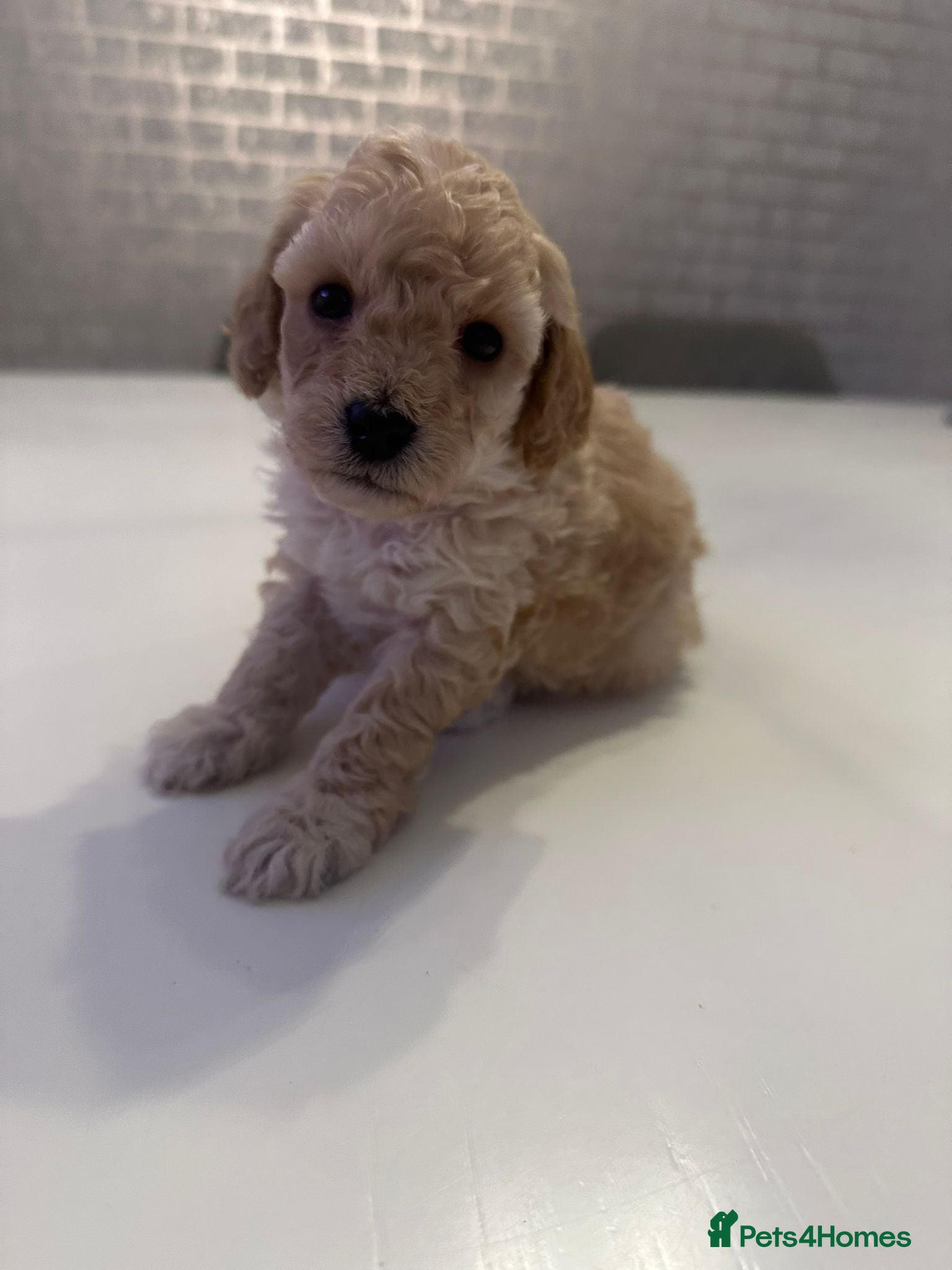 Toy Poodle dogs Beautiful Toy Poodles - 3 Boys and 2 Girls - Advert 2