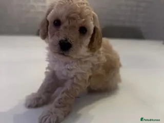 Toy Poodle dogs Beautiful Toy Poodles - 3 Boys and 2 Girls - Advert 2