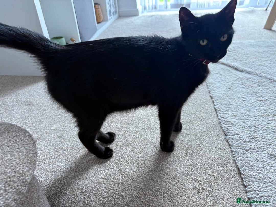 Mixed Breed cats for sale:  Loving Cat Looking for a New Forever Home - Image 2