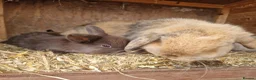 Mini Lop rabbits for sale: Baby Mini Lops - Advert 13