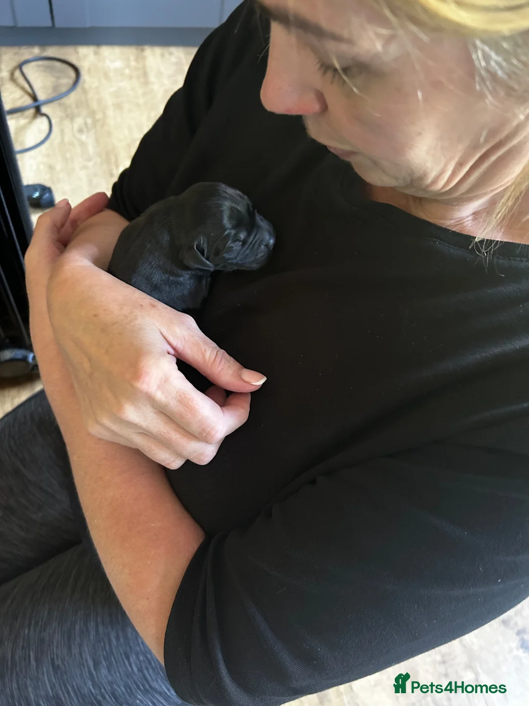 Labrador Retriever dogs for sale: KC Registered Labrador Puppies -Drakeshead Lines  in Llandeilo - Advert 6